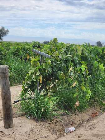 8.65 Acres of Land for Sale in Fresno, California