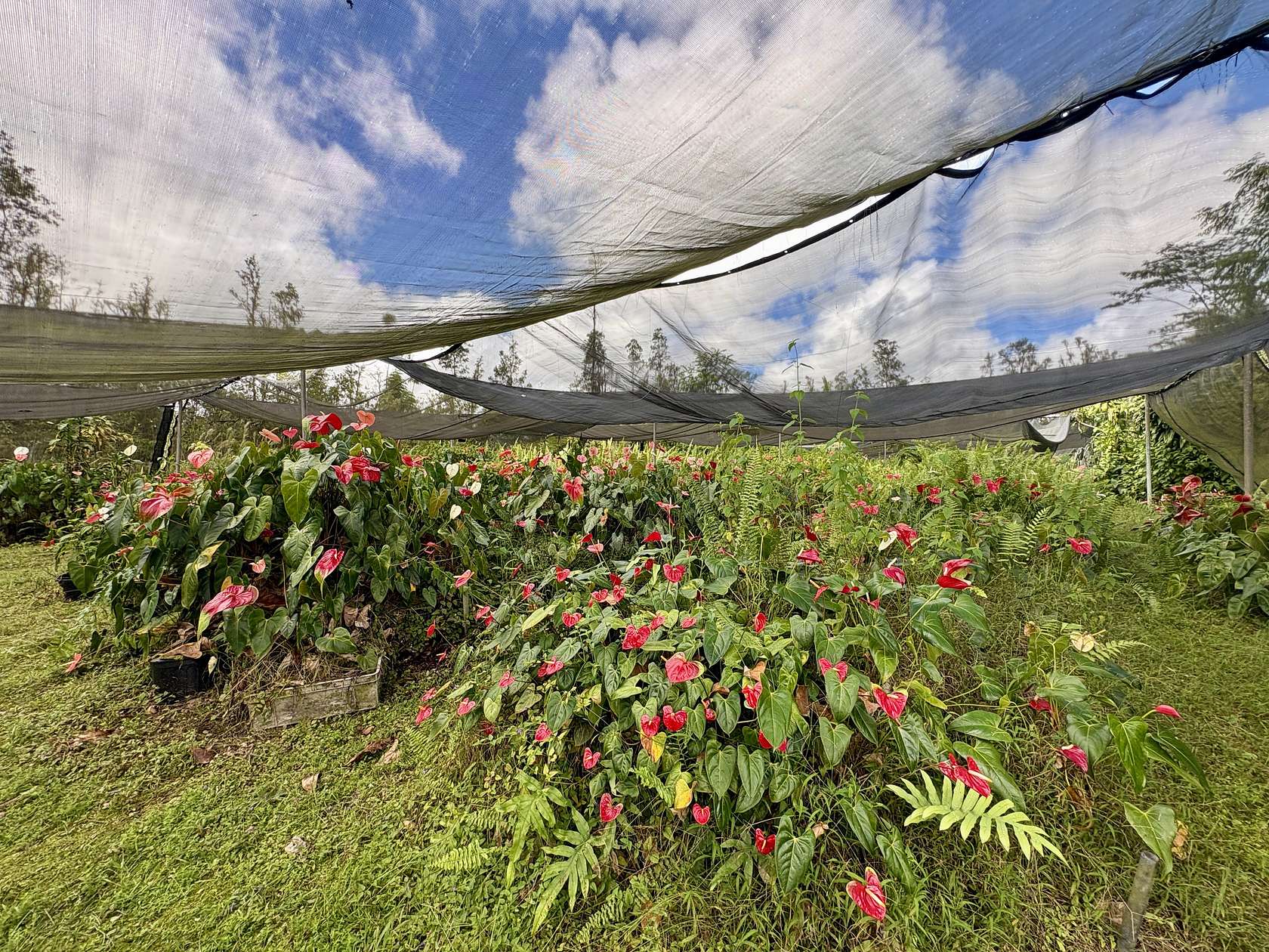 3 Acres of Land for Sale in Mountain View, Hawaii