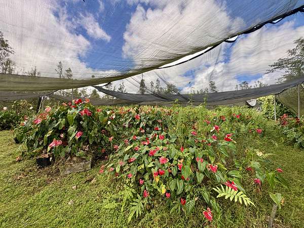 3 Acres of Land for Sale in Mountain View, Hawaii