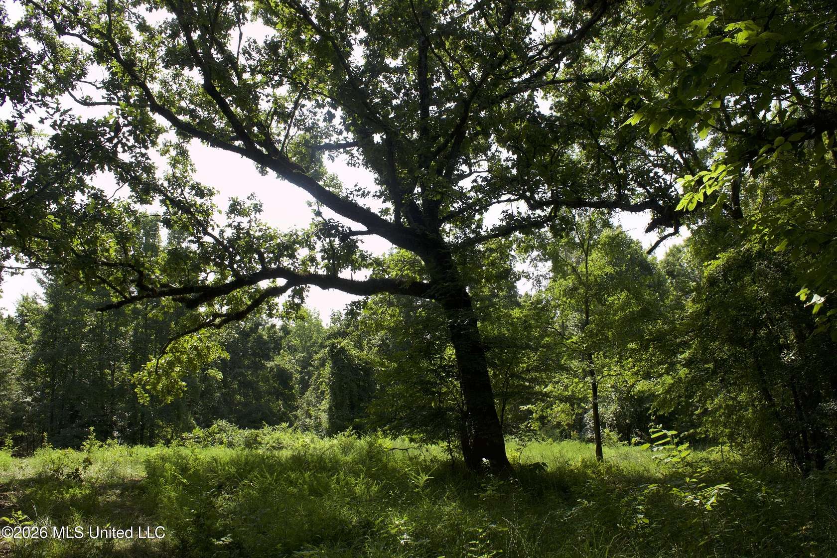 606 Acres of Recreational Land for Sale in Charleston, Mississippi