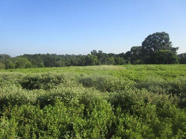 24 Acres of Recreational Land for Sale in Grapeland, Texas