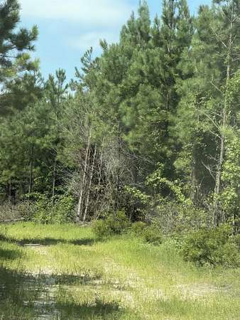 40 Acres of Recreational Land for Sale in Rosston, Arkansas