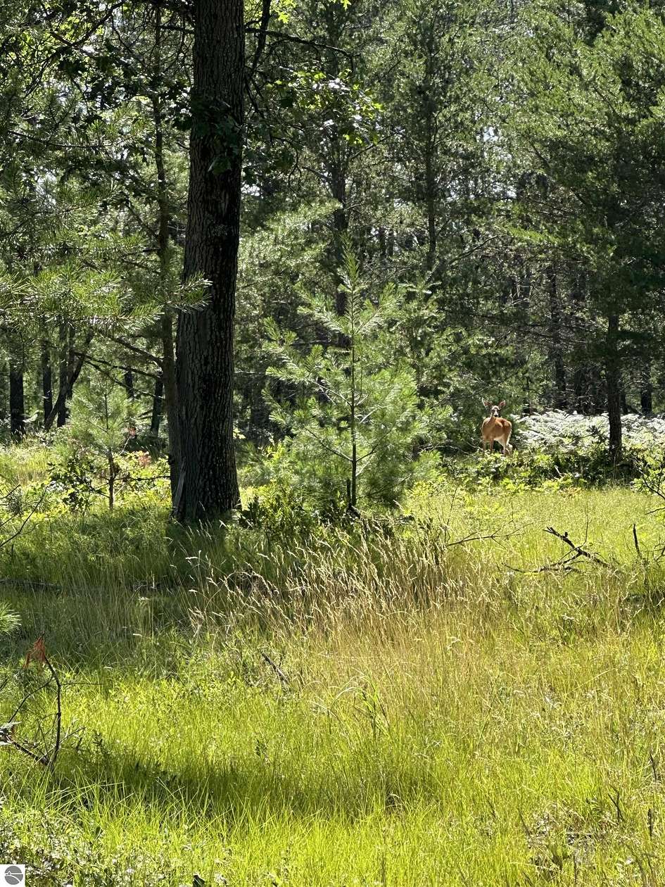 10 Acres of Residential Land for Sale in National City, Michigan