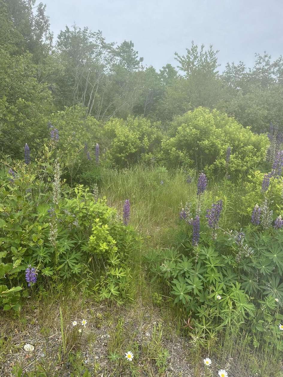 49 Acres of Recreational & Residential Land for Sale in Machiasport, Maine