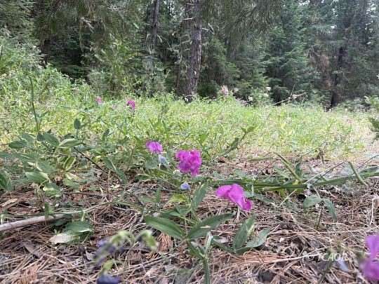 40.3 Acres of Land for Sale in Weaverville, California