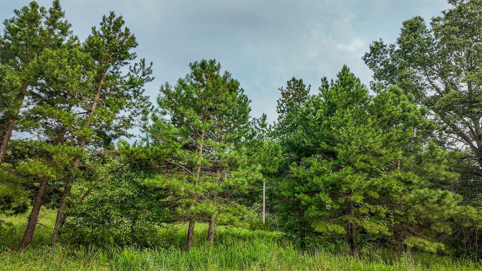 79 Acres of Land for Sale in Osceola, Missouri