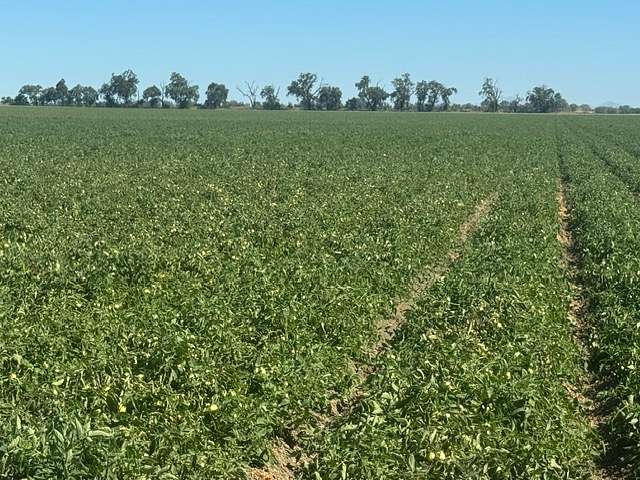 324 Acres of Agricultural Land for Sale in Woodland, California