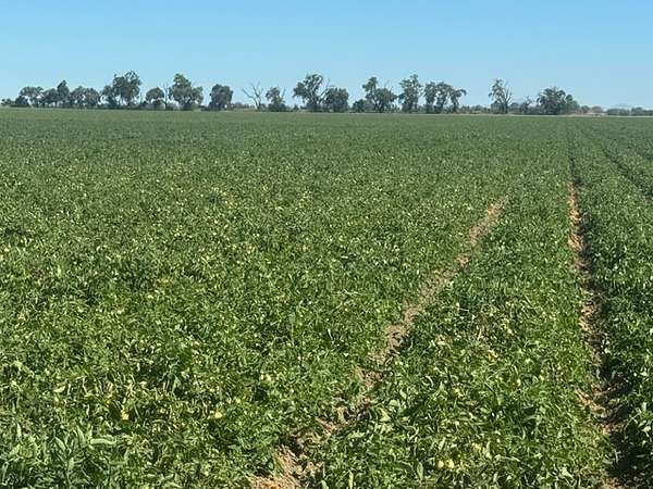 324 Acres of Agricultural Land for Sale in Woodland, California