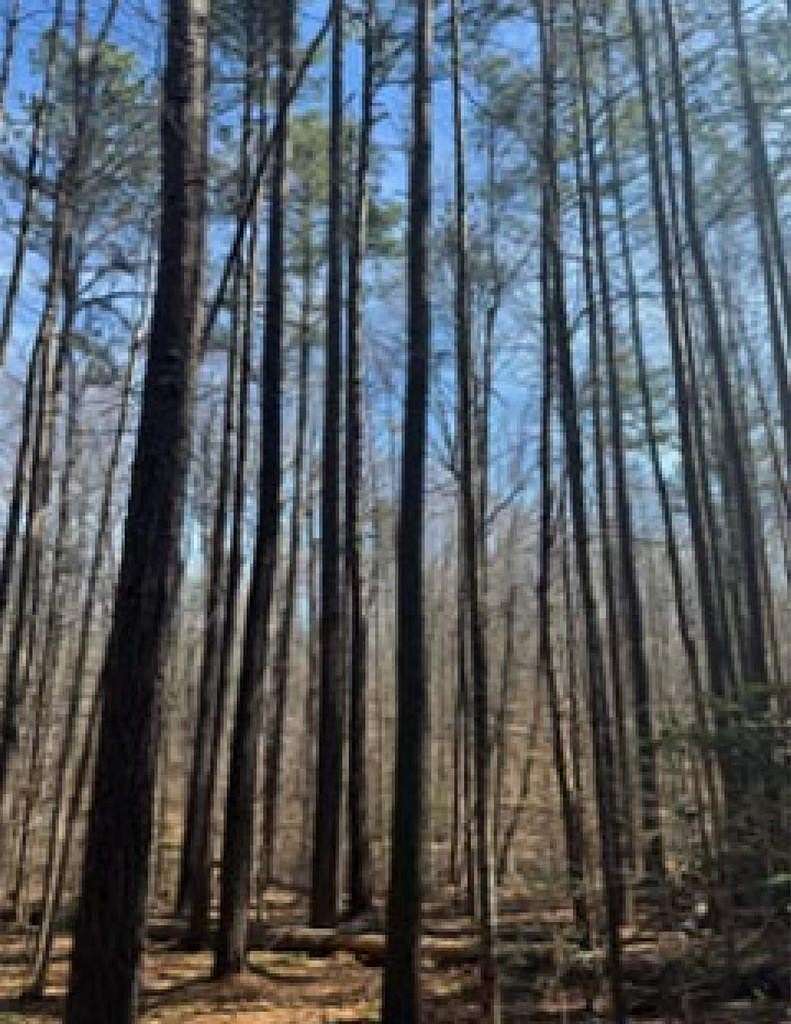 5 Acres of Land for Sale in Pamplin City, Virginia