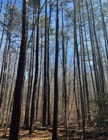 5 Acres of Land for Sale in Pamplin City, Virginia