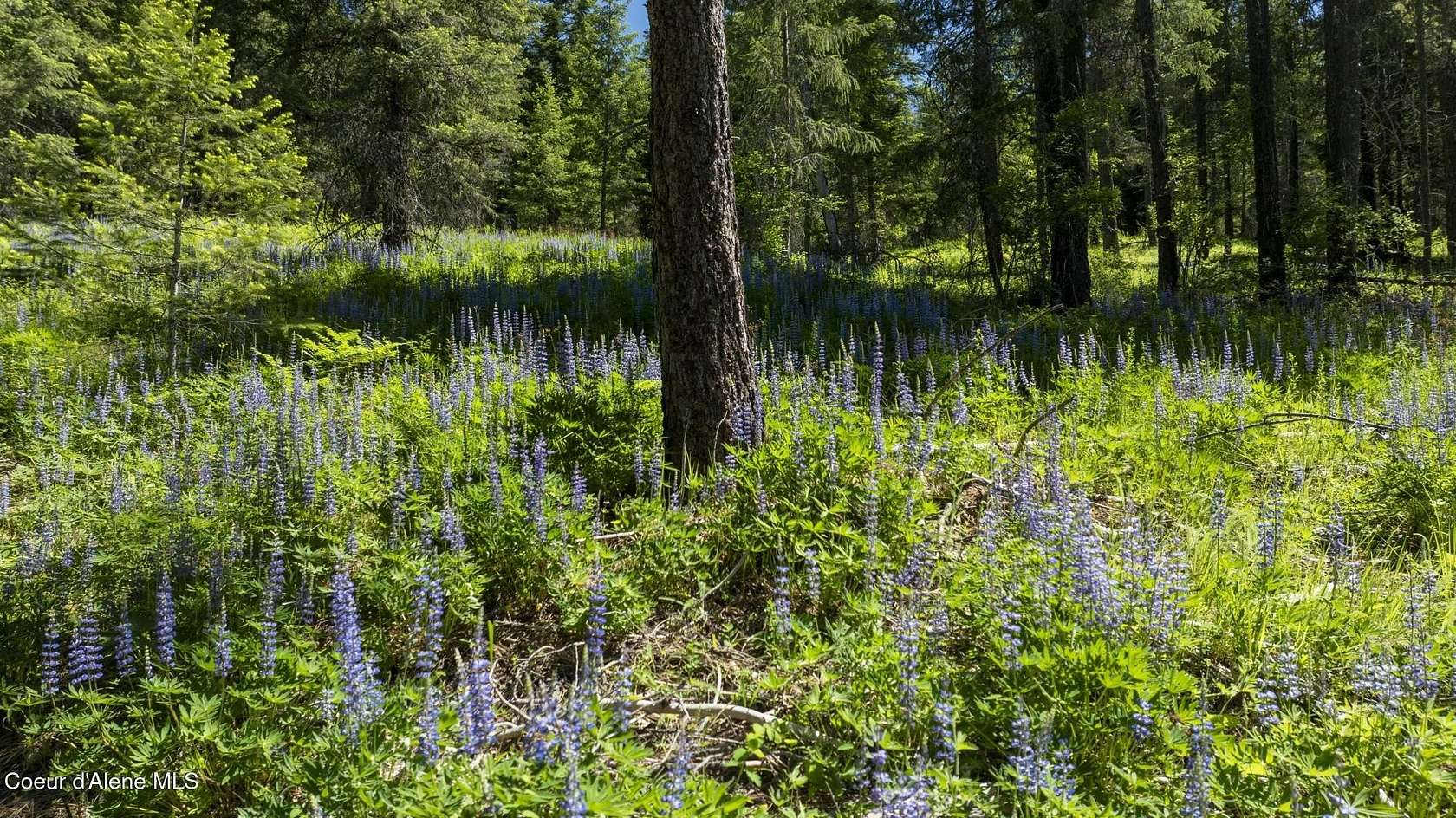 9.75 Acres of Land for Sale in Careywood, Idaho