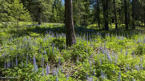 9.75 Acres of Land for Sale in Careywood, Idaho