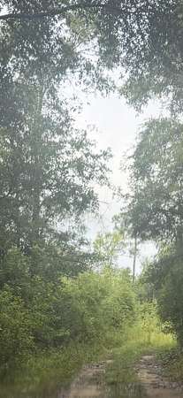 32.8 Acres of Recreational Land for Sale in Hosford, Florida