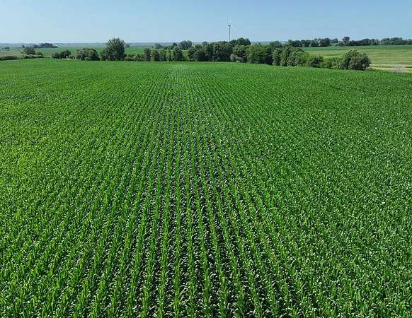 356 Acres of Land for Sale in East Paw Paw, Illinois
