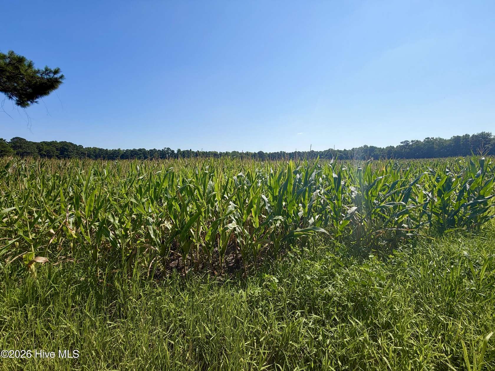 65 Acres of Agricultural & Residential Land for Sale in Beulaville, North Carolina