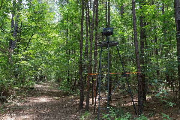 40 Acres of Recreational Land for Sale in Olla, Louisiana