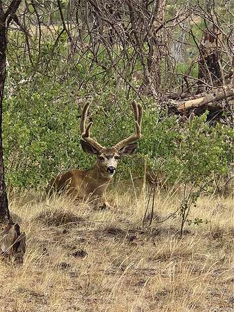 1.57 Acres of Land for Sale in Fort Garland, Colorado