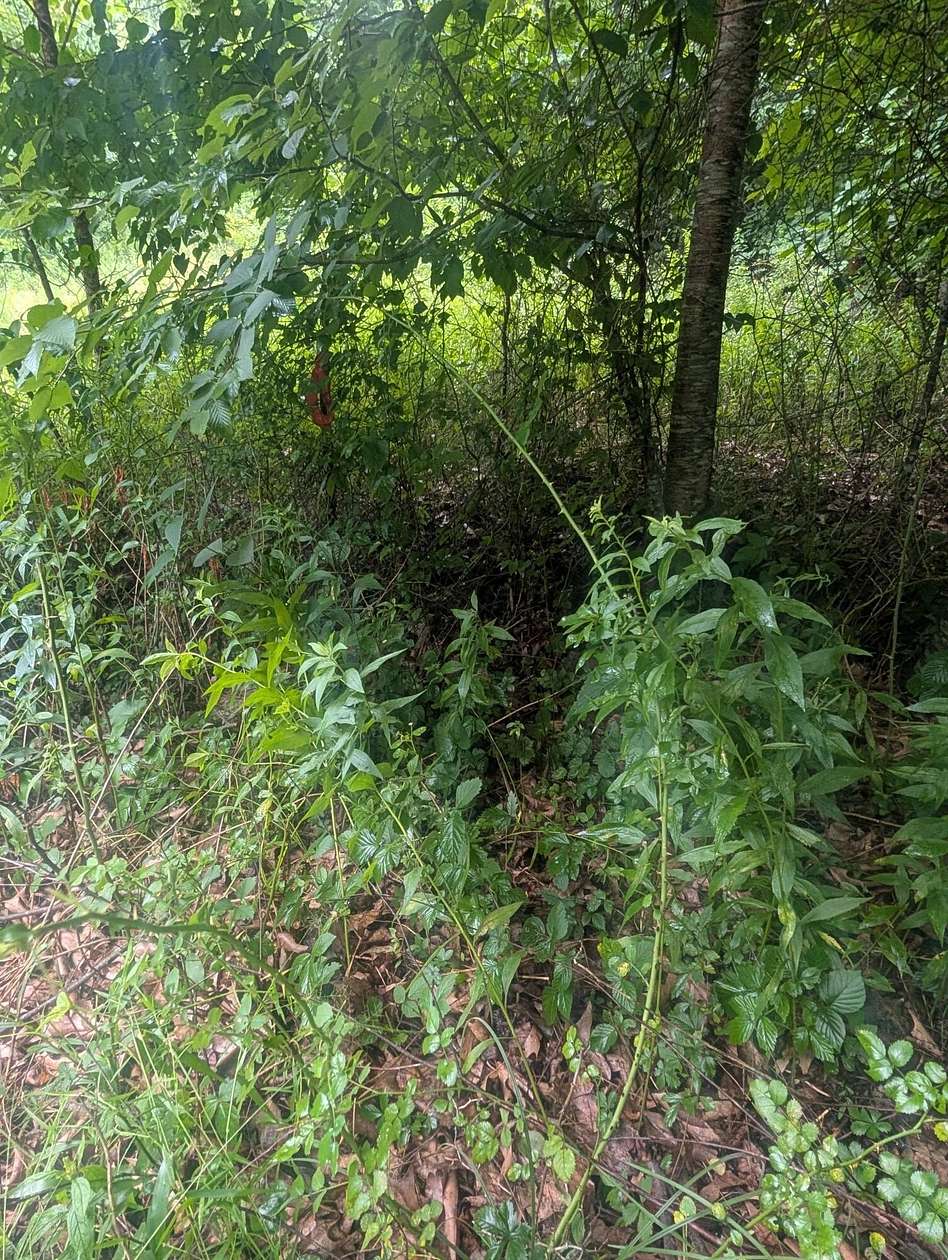 4 Acres of Land for Sale in Hillsboro, West Virginia