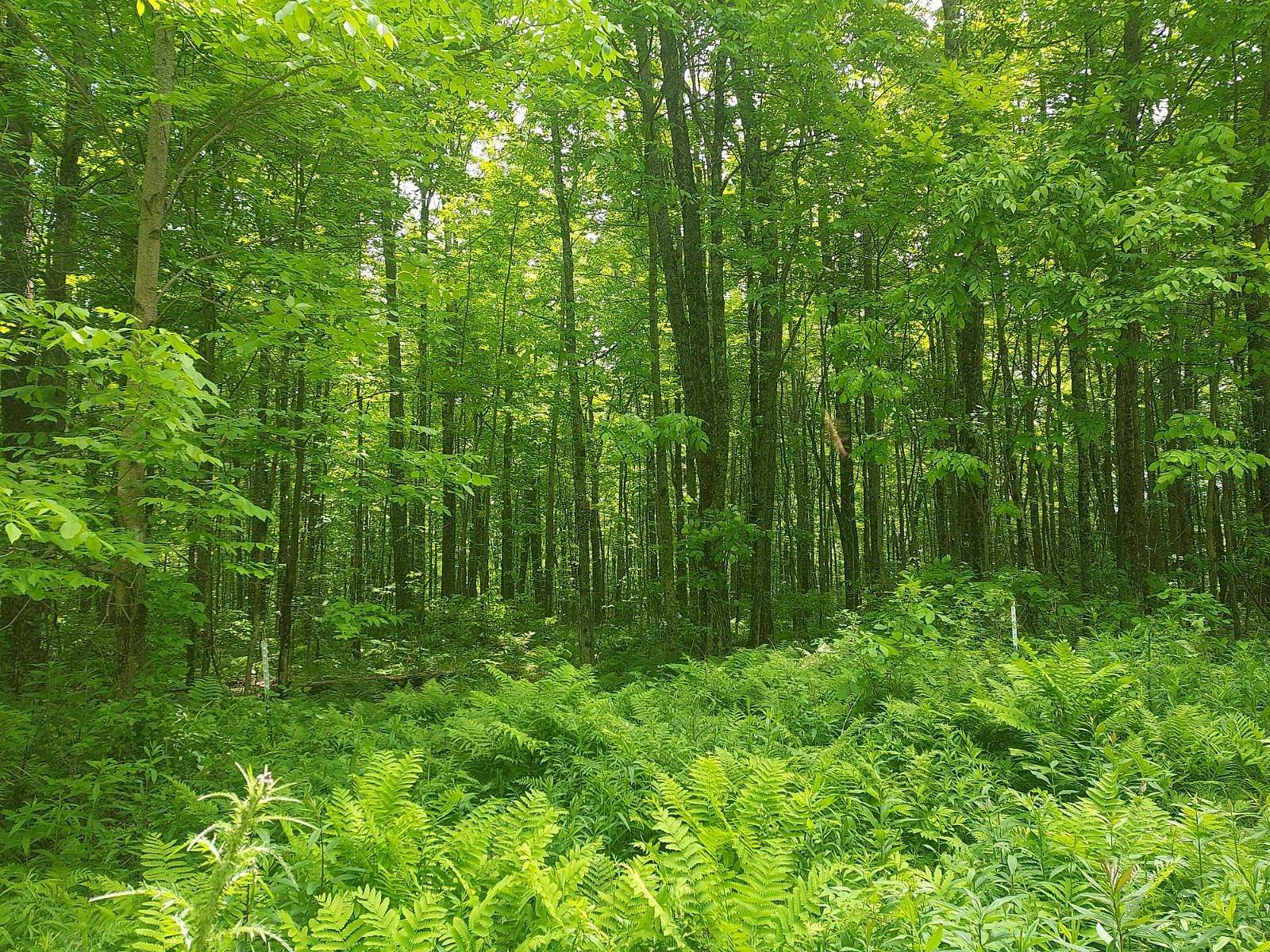 41 Acres of Recreational Land for Sale in Argonne, Wisconsin