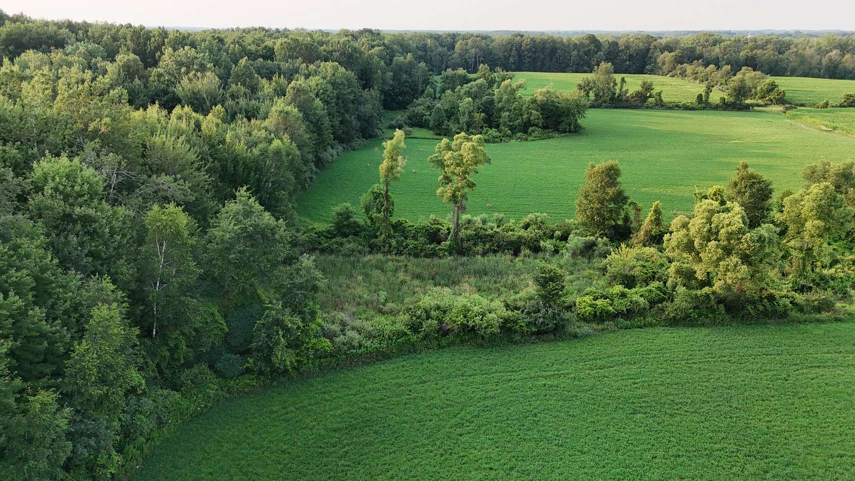 80 Acres of Land for Sale in Ubly, Michigan