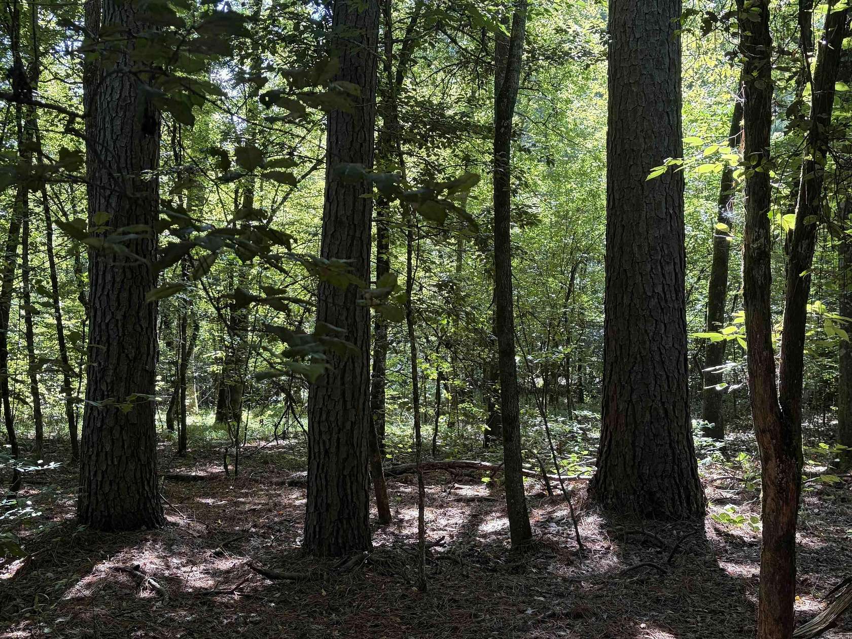 40 Acres of Recreational Land for Sale in Ivan, Arkansas