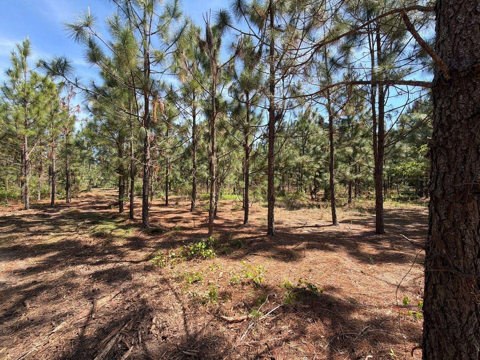 5 Acres of Residential Land for Sale in Wagener, South Carolina