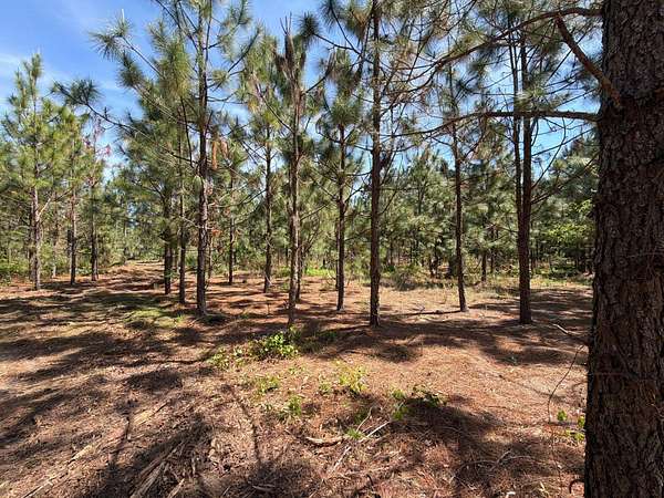 5 Acres of Residential Land for Sale in Wagener, South Carolina