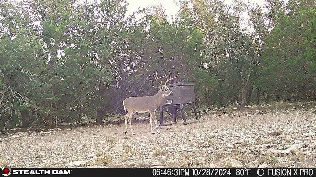 25.8 Acres of Recreational & Residential Land for Sale in Eldorado, Texas