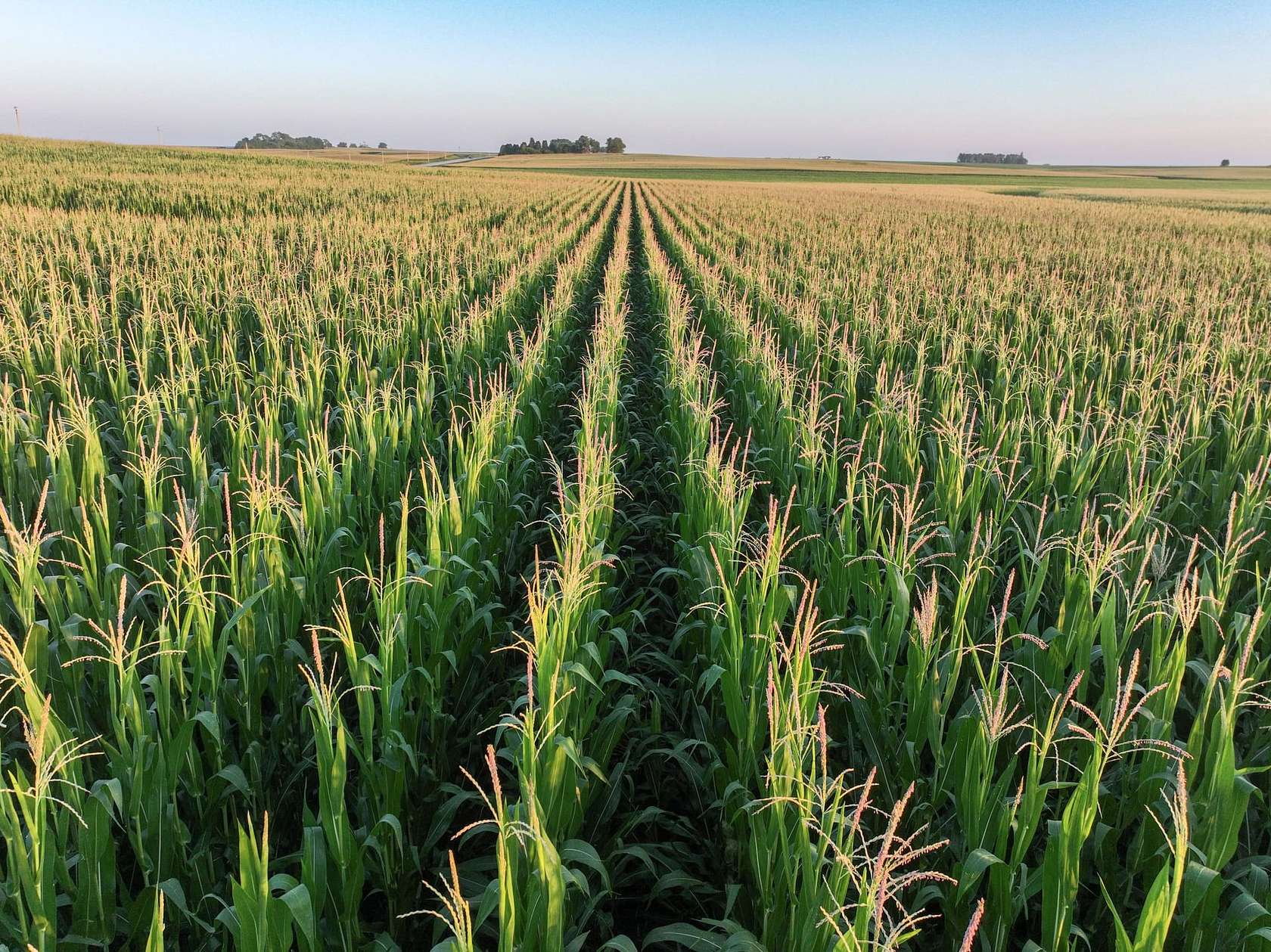 75.3 Acres of Land for Auction in Colo, Iowa