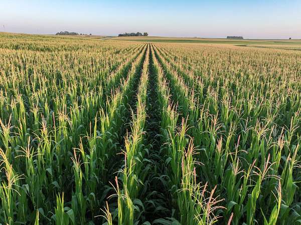 75.3 Acres of Land for Auction in Colo, Iowa