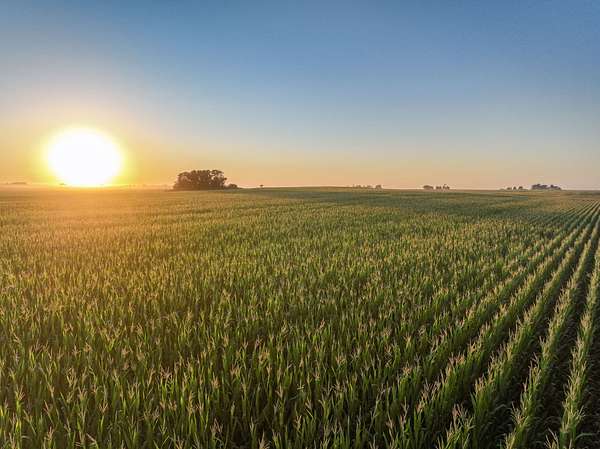75.3 Acres of Land for Auction in Colo, Iowa