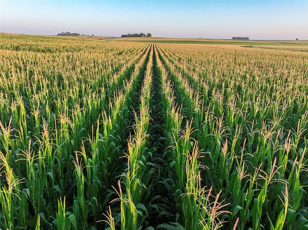 75.3 Acres of Agricultural Land for Auction in Colo, Iowa