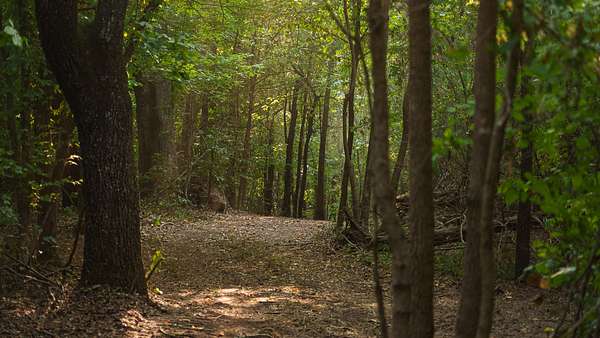 119 Acres of Land for Sale in Tyler, Texas
