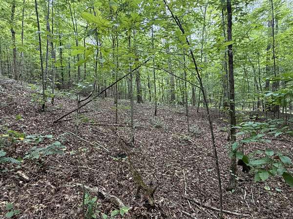 15 Acres of Land for Sale in Linden, Tennessee