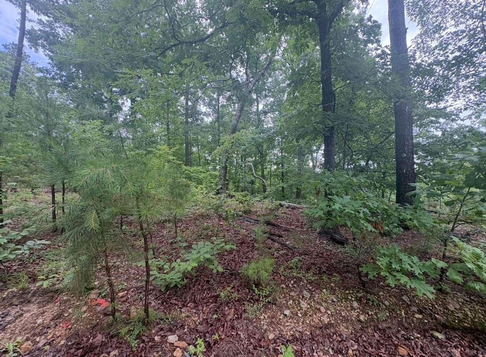 80 Acres of Land for Sale in Redford, Missouri