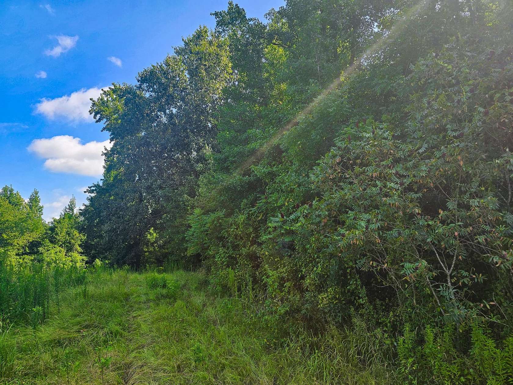 122 Acres of Recreational Land for Sale in Lockesburg, Arkansas