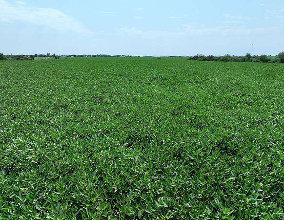 156 Acres of Land for Sale in Corydon, Iowa