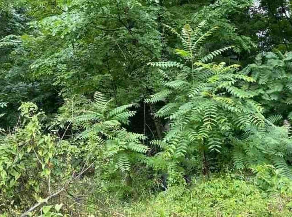 0.28 Acres of Land for Sale in Fort Payne, Alabama