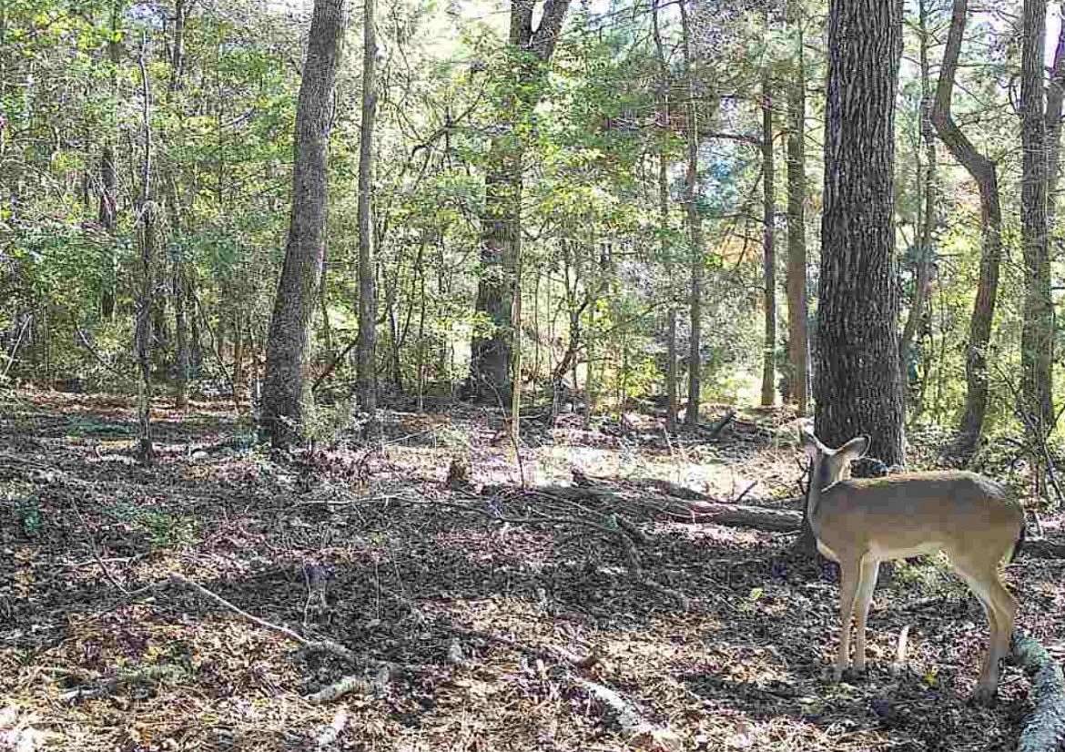 17.7 Acres of Recreational & Residential Land for Sale in Centerville, Texas