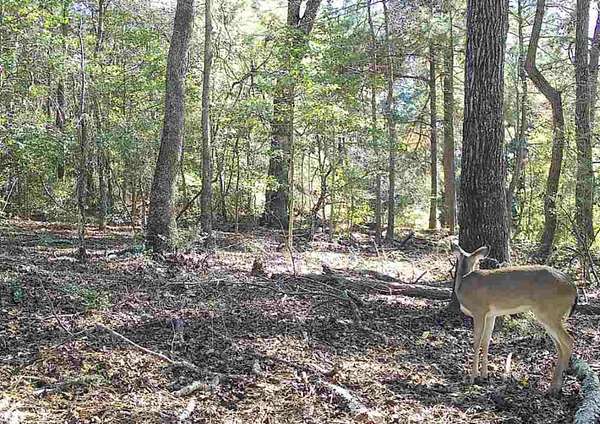 17.7 Acres of Recreational & Residential Land for Sale in Centerville, Texas