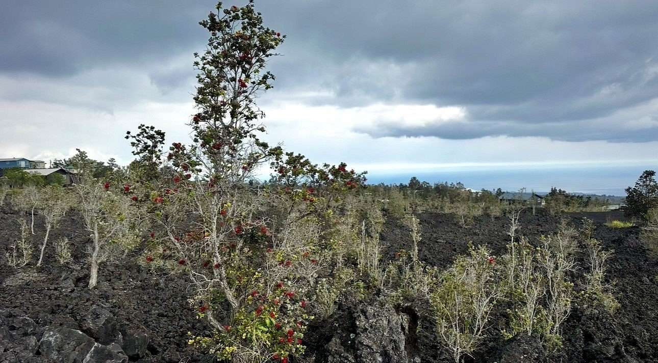 1 Acre of Residential Land for Sale in Hawaiian Ocean View, Hawaii