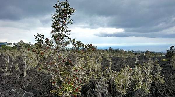 1 Acre of Residential Land for Sale in Hawaiian Ocean View, Hawaii
