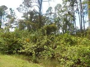 0.5 Acres of Residential Land for Sale in Lehigh Acres, Florida