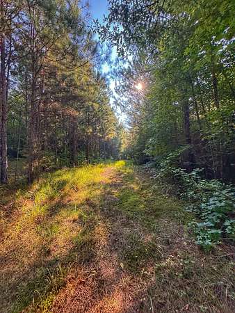 56 Acres of Land for Sale in Hamilton, Alabama