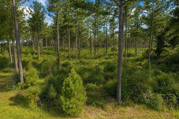 3.56 Acres of Residential Land for Sale in Ashford, Alabama