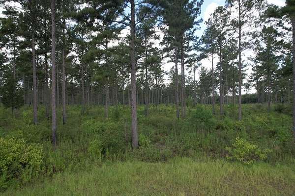 12 Acres of Land for Sale in Ashford, Alabama