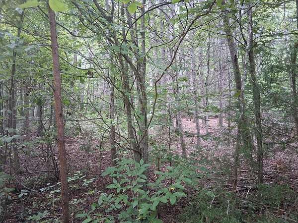 3 Acres of Residential Land for Sale in Del Rio, Tennessee