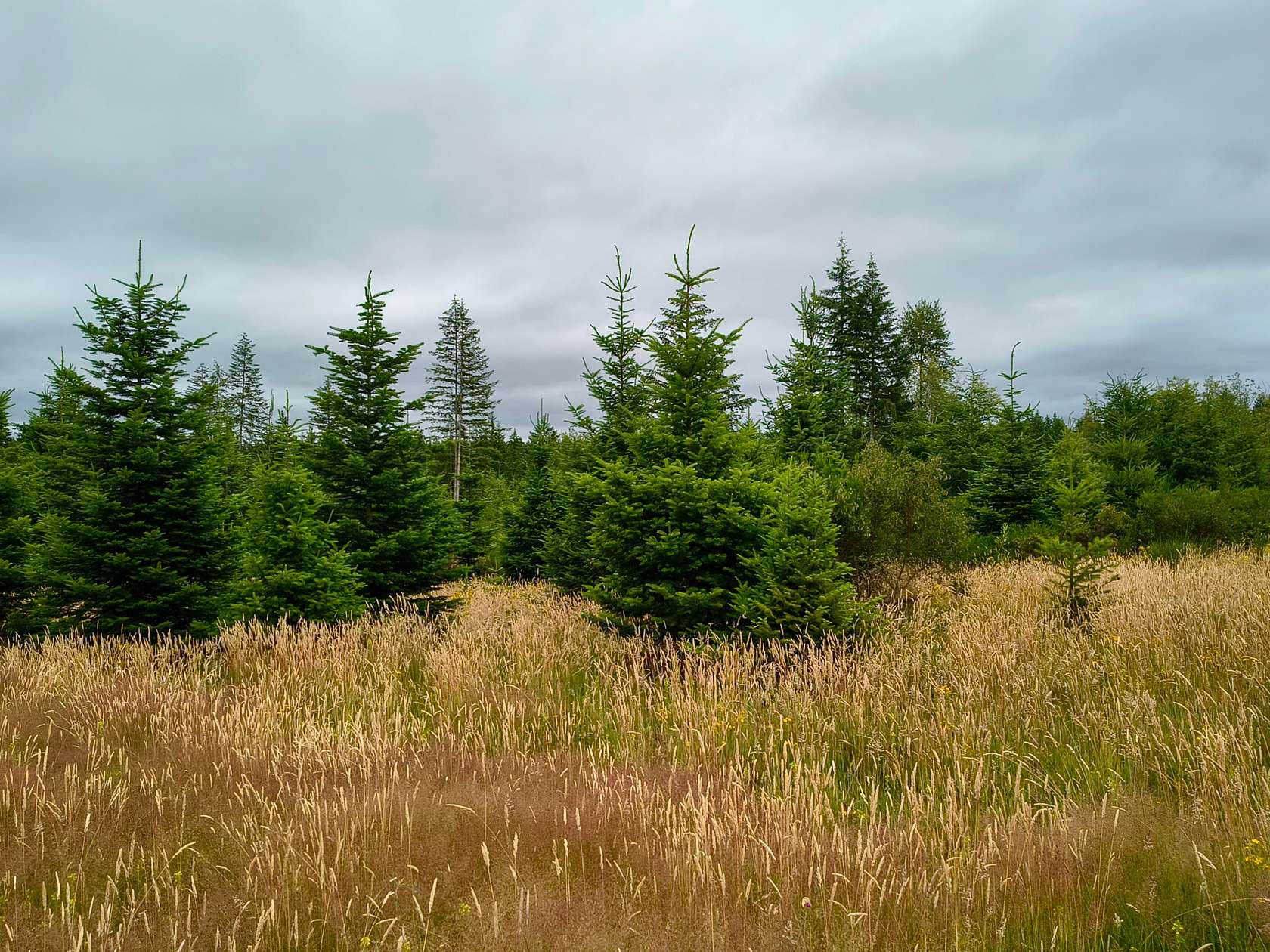 70.2 Acres of Land for Sale in Maytown, Washington