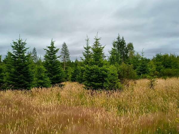 70.2 Acres of Land for Sale in Maytown, Washington