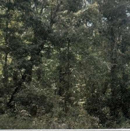 0.35 Acres of Residential Land for Sale in Beechgrove, Tennessee